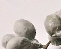 fotograph of grapes covered with concrete